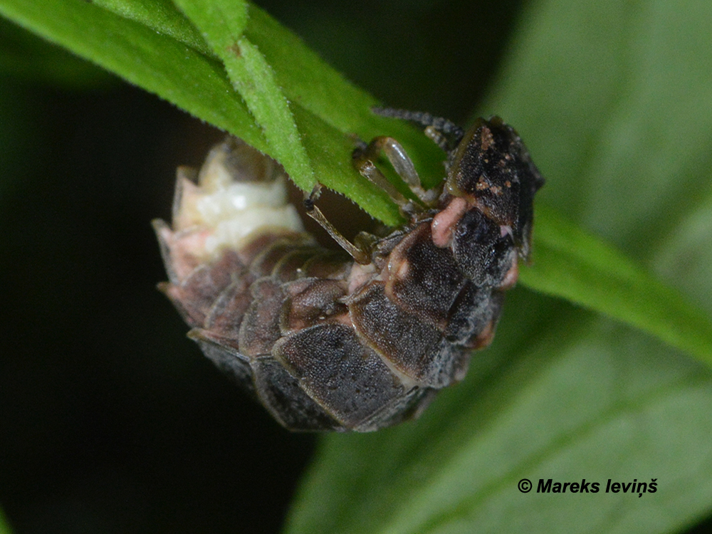 Lampyris noctiluca