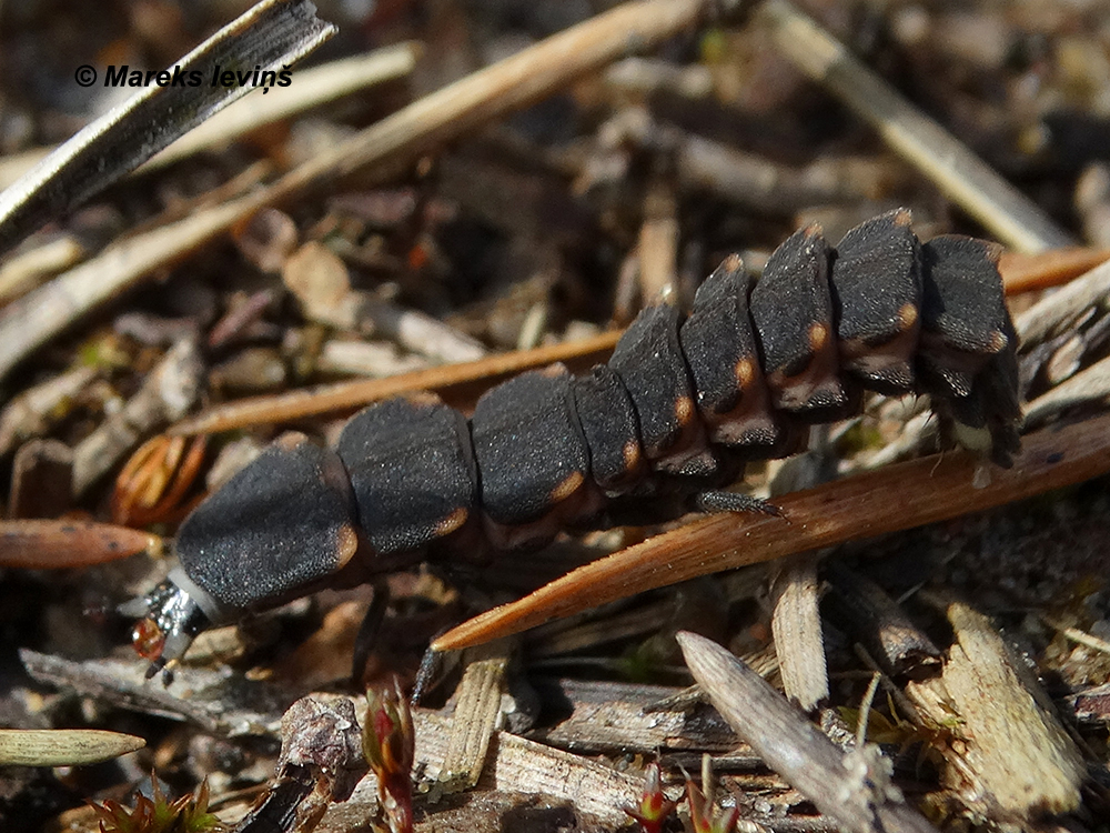 Lampyris noctiluca