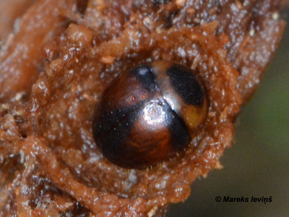 Liodopria serricornis