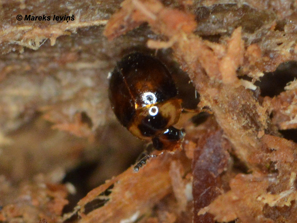 Liodopria serricornis