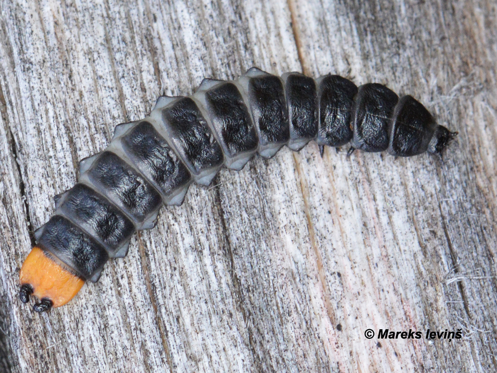 Lygistopterus sanguineus