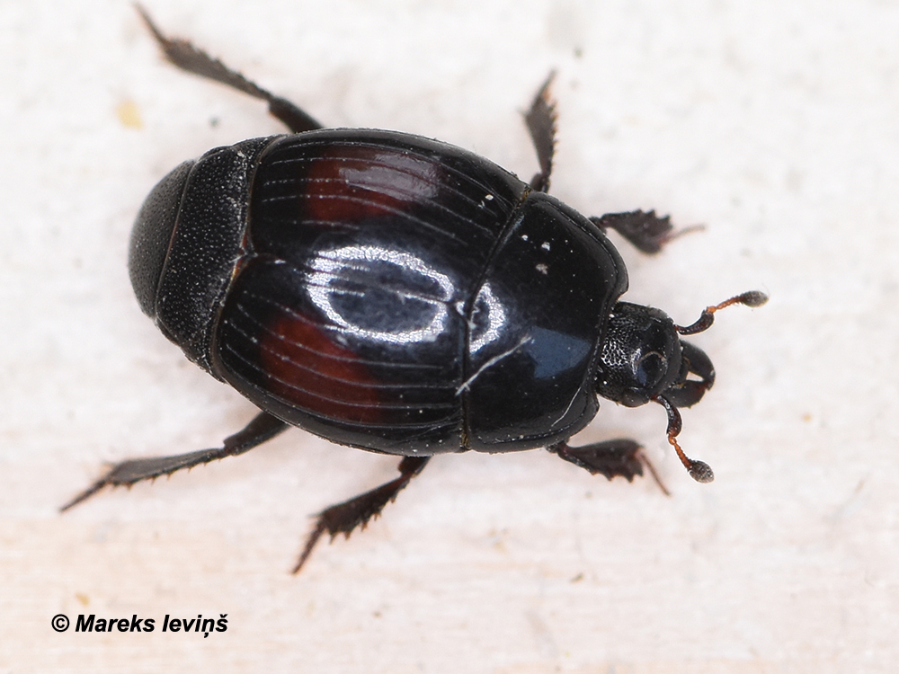 Margarinotus purpurascens