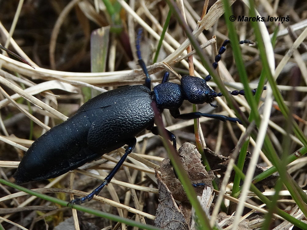 Meloe proscarabaeus