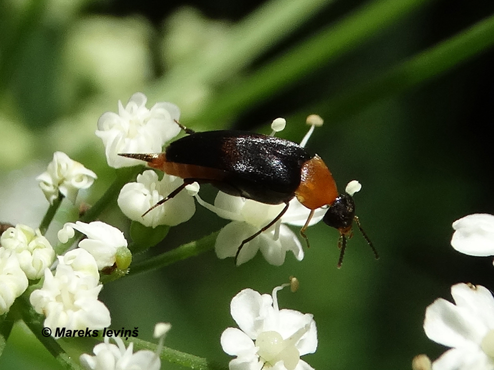 Mordellochroa abdominalis