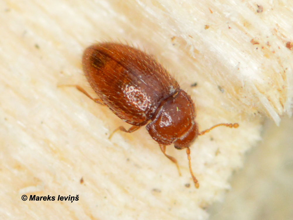 Mycetaea subterranea