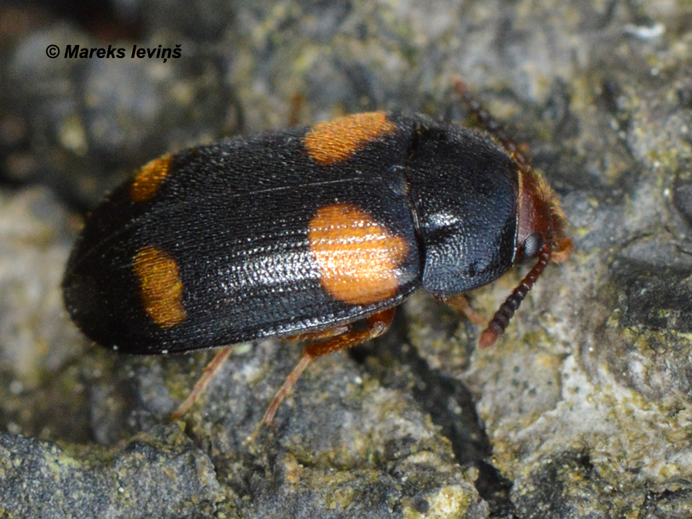 Mycetophagus quadripustulatus