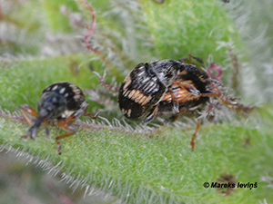 Nanophyes marmoratus