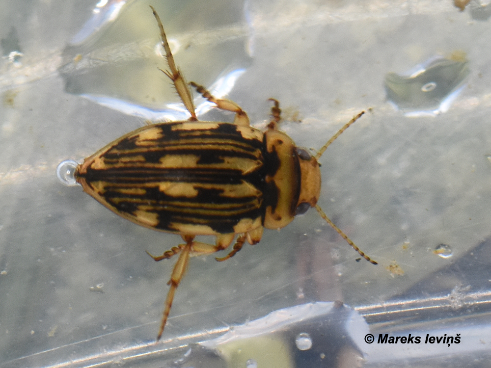 Nebrioporus depressus