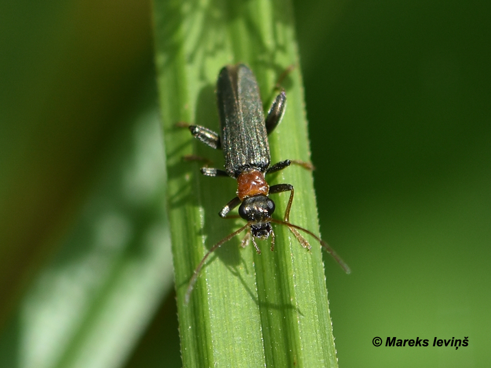 Oedemera croceicollis