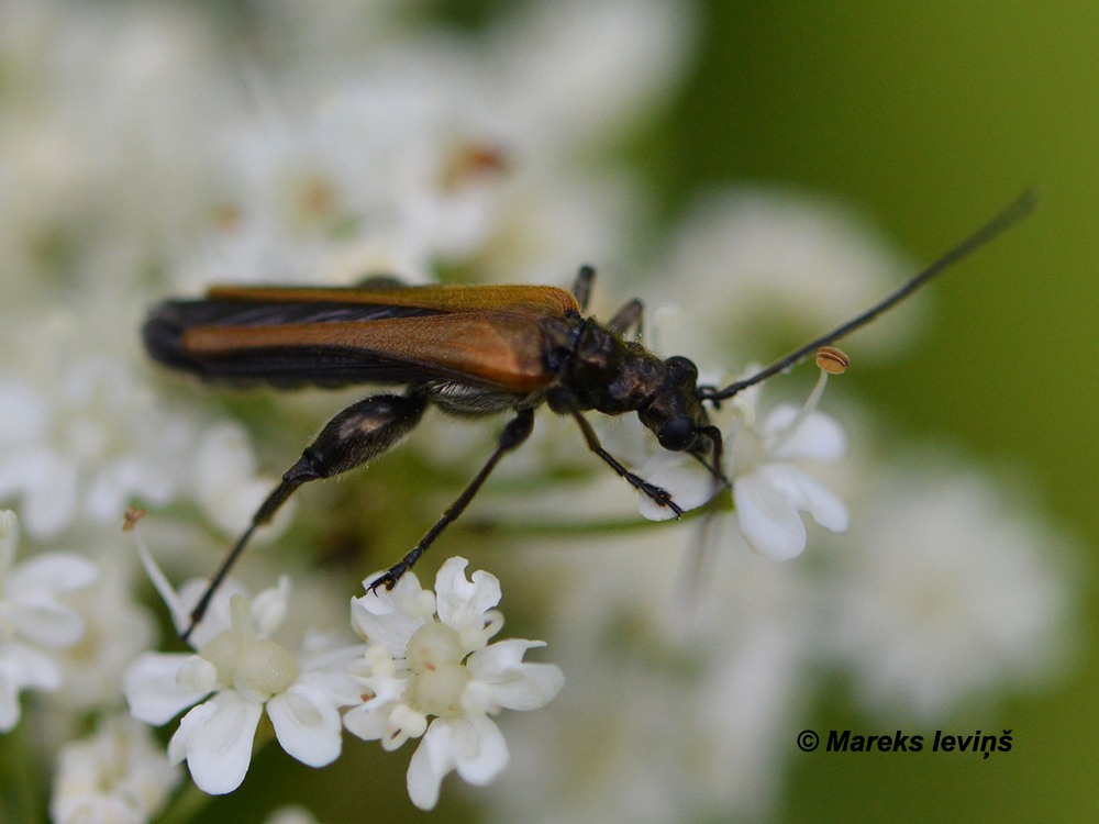 Oedemera femorata