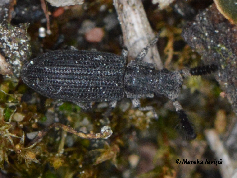 Orthocerus clavicornis