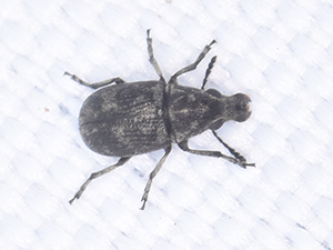 Phaeochrotes pudens