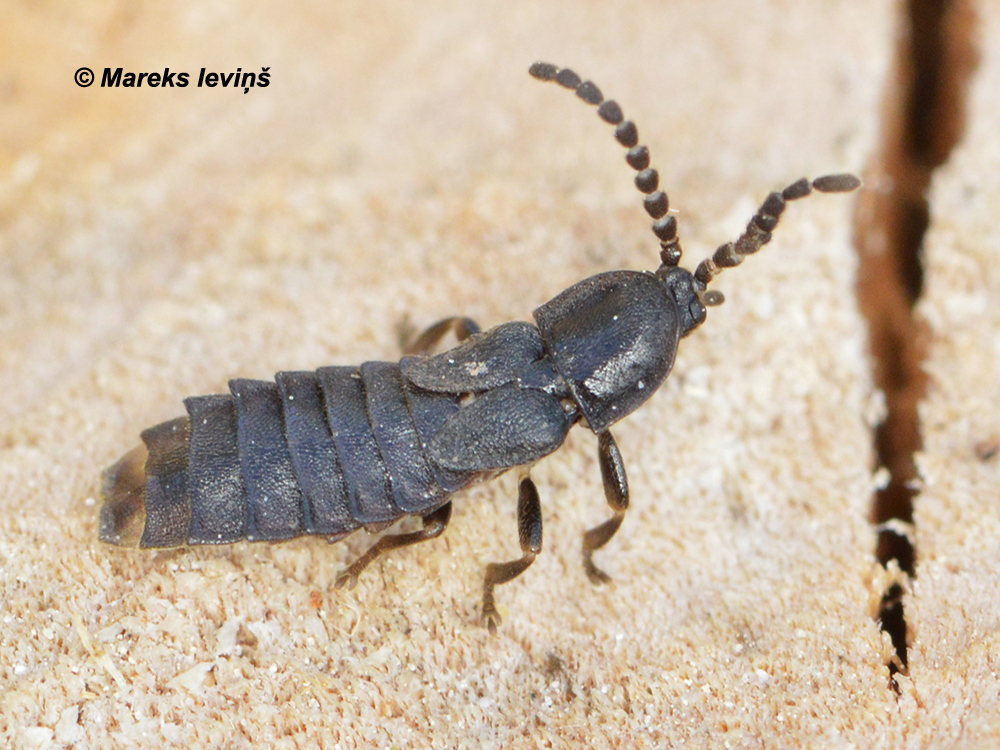 Phosphaenus hemipterus