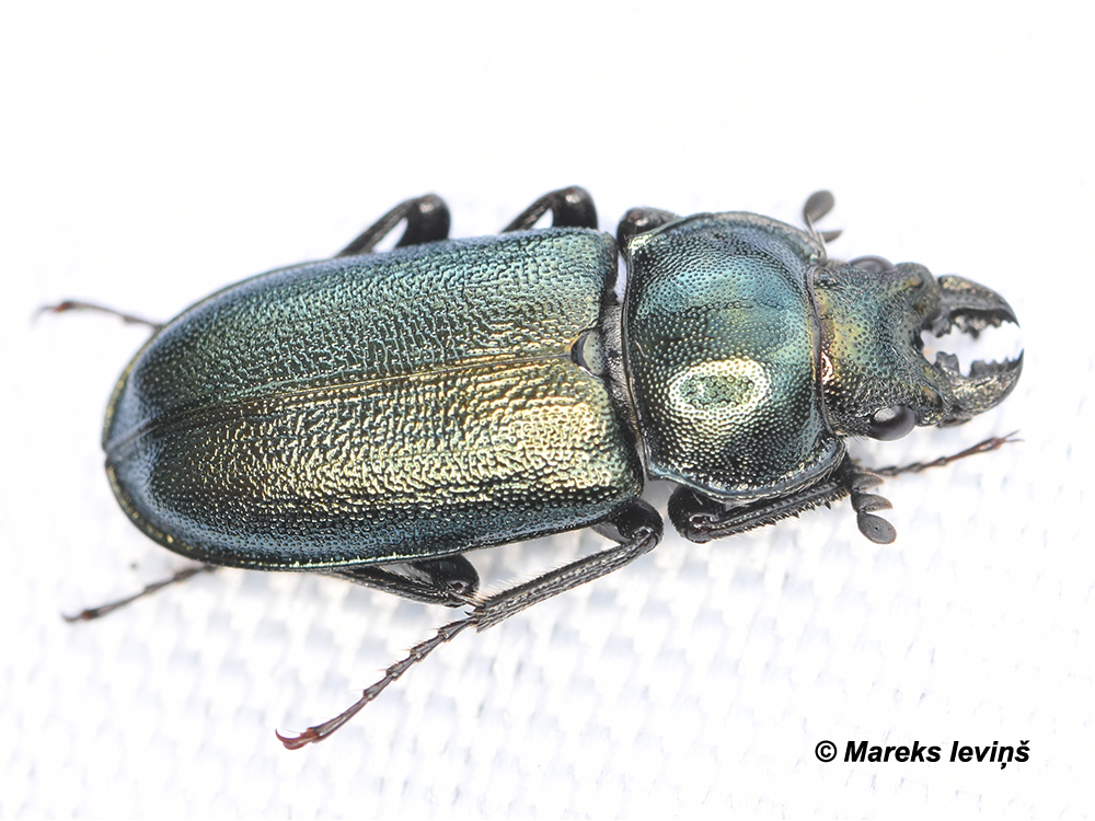 Platycerus caraboides