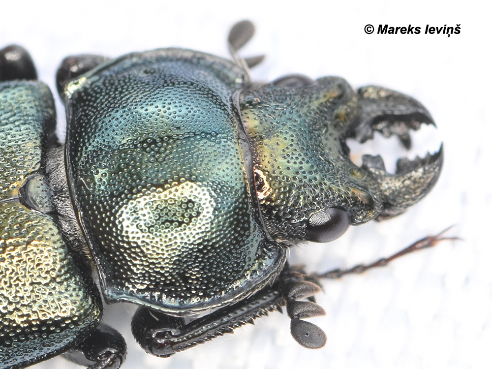 Platycerus caraboides