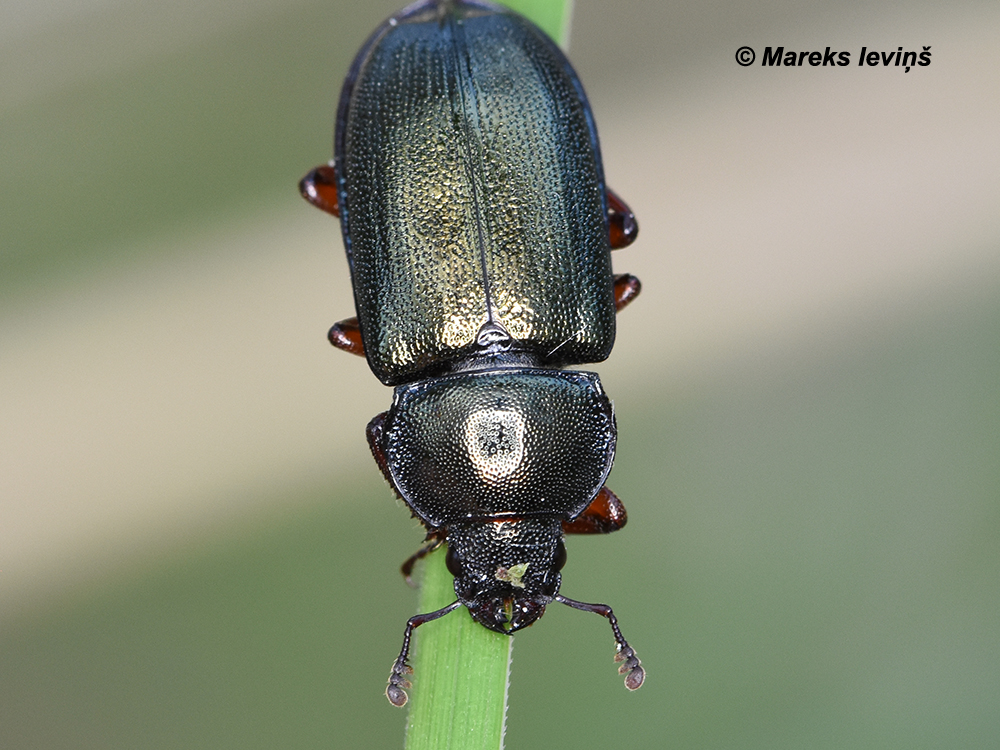 Platycerus caraboides