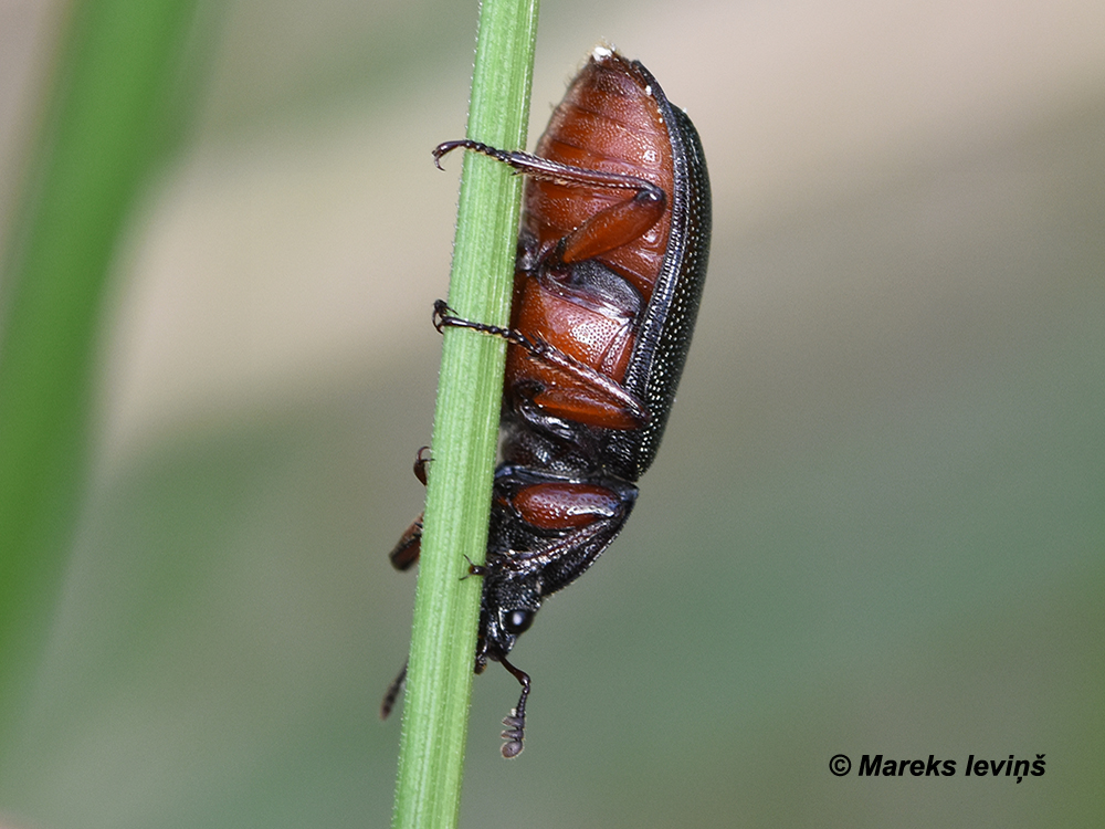 Platycerus caraboides