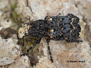 Platyrhinus resinosus