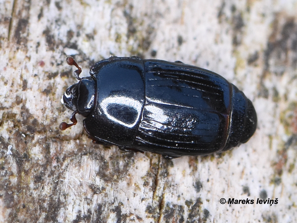 Platysoma deplanatum
