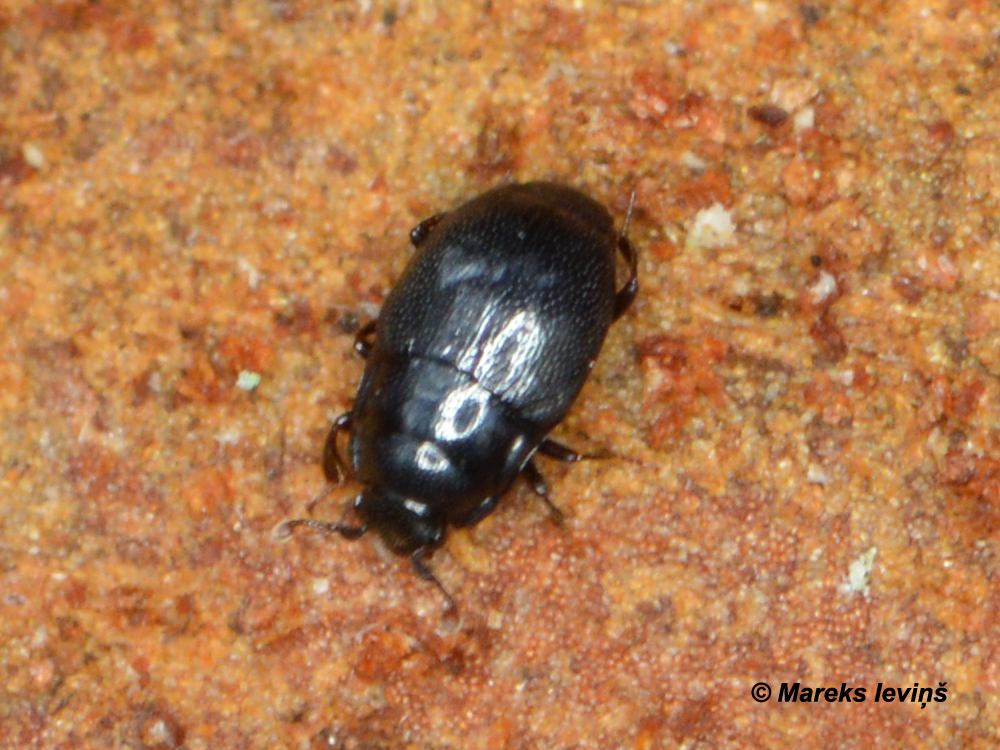 Plegaderus vulneratus