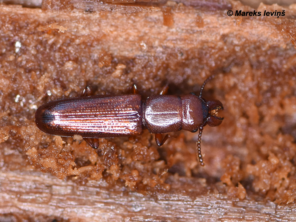 Prostomis mandibularis