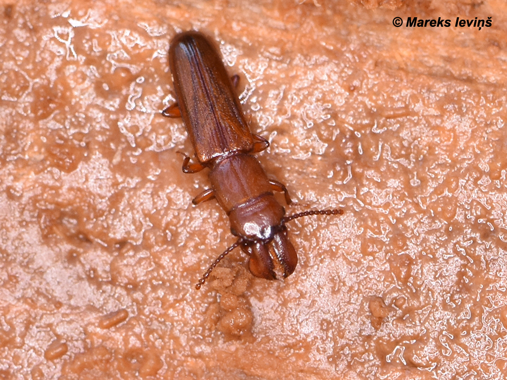 Prostomis mandibularis