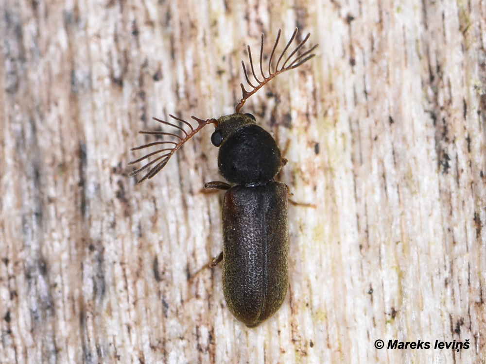 Ptilinus pectinicornis