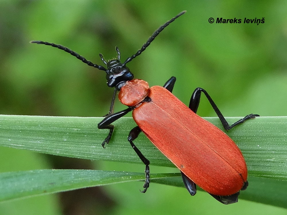 Pyrochroa coccinea