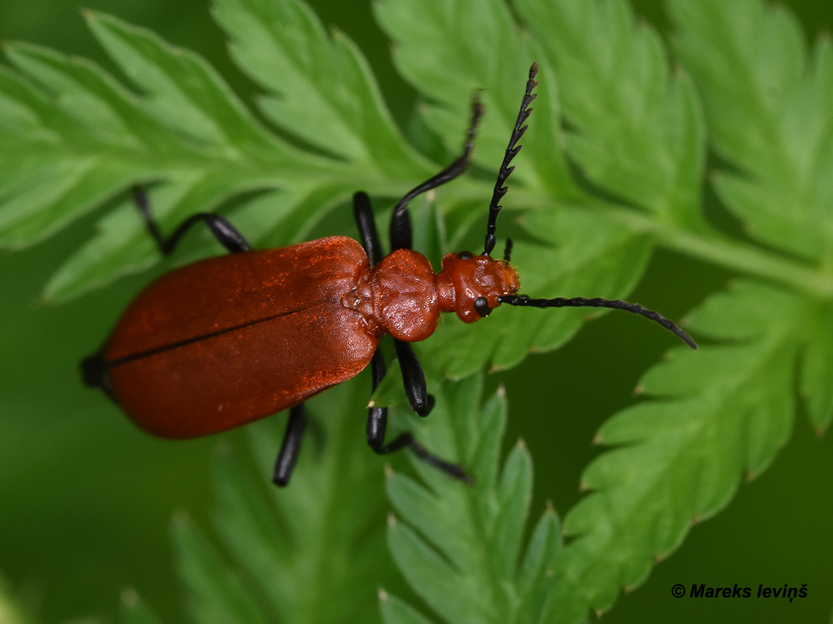 Pyrochroa serraticornis
