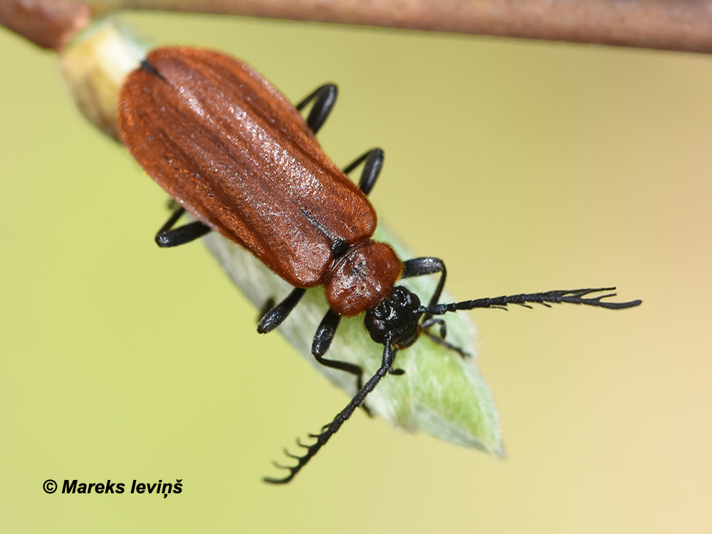 Schizotus pectinicornis