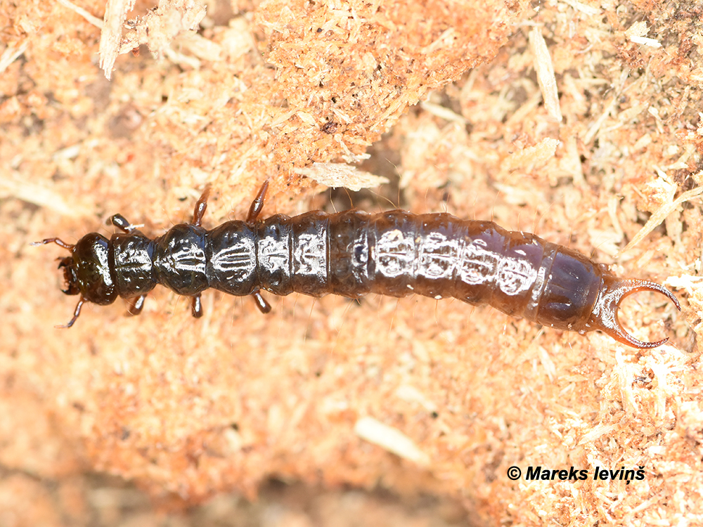 Schizotus pectinicornis