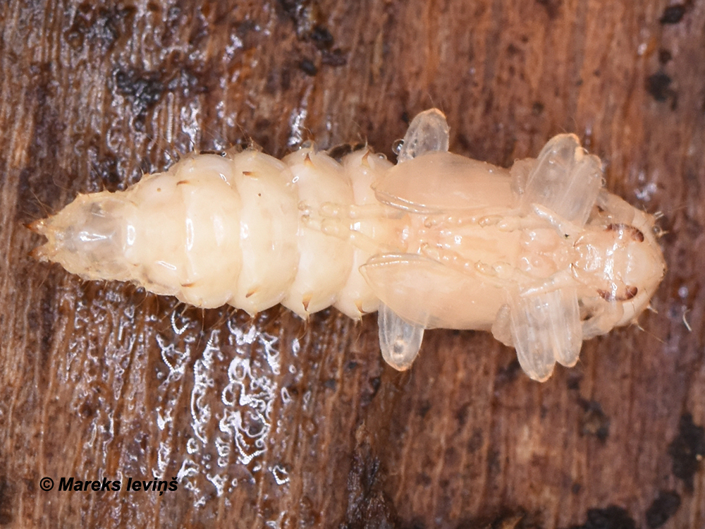 Schizotus pectinicornis