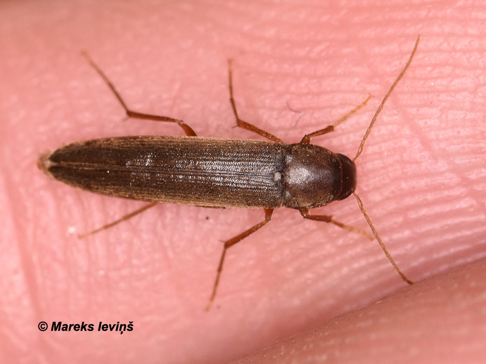 Serropalpus barbatus