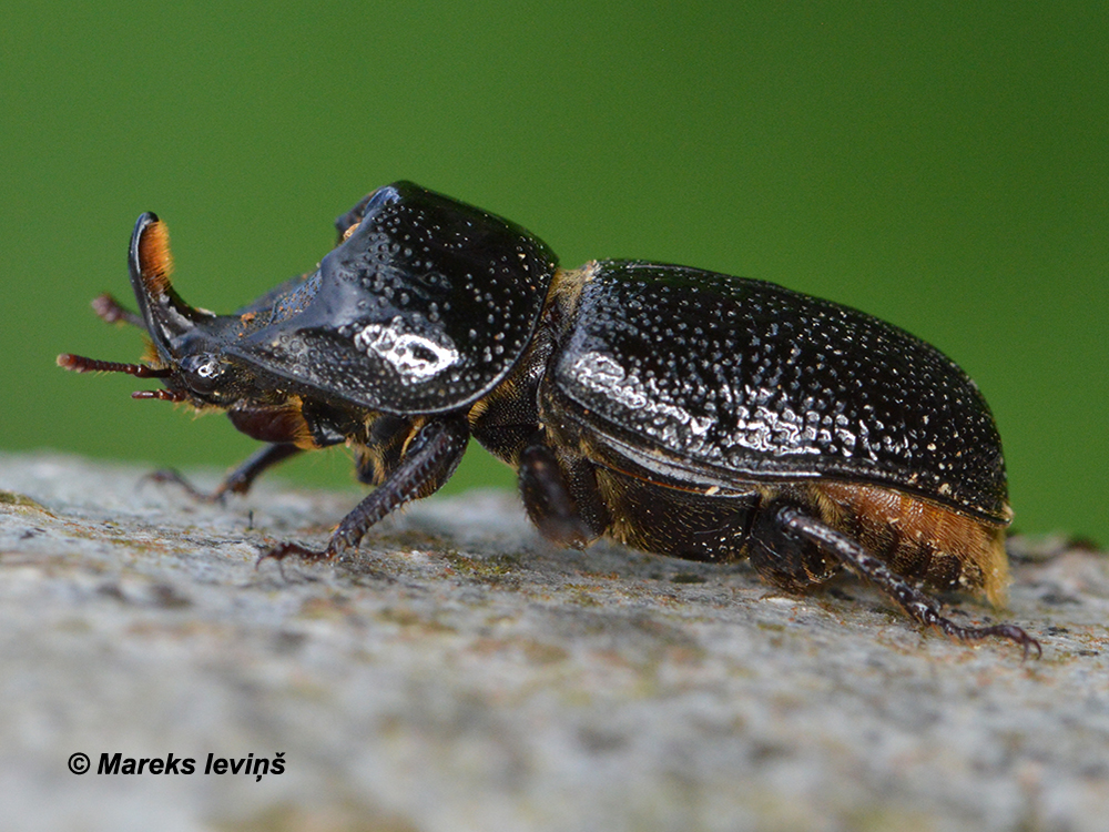 Sinodendron cylindricum
