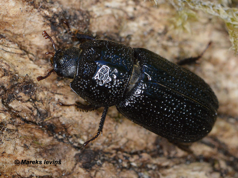 Sinodendron cylindricum