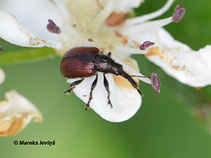 Tatianaerhynchites aequatus