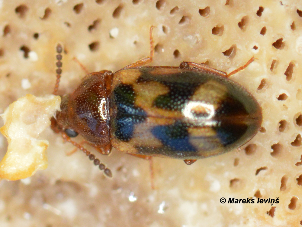 Tetratoma ancora