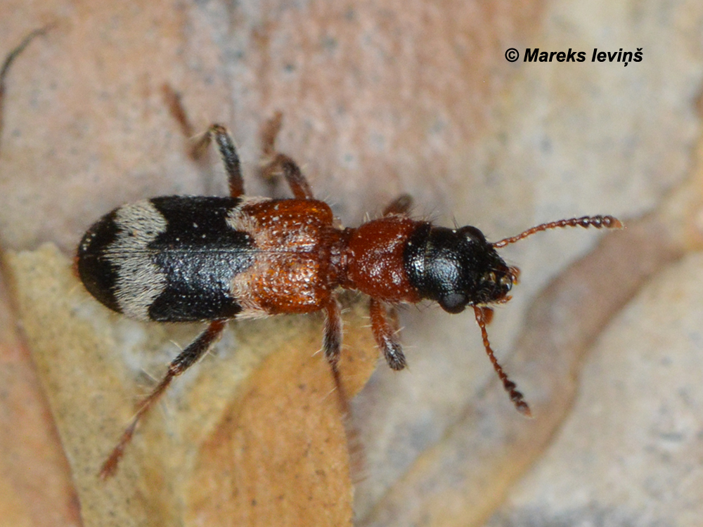 Thanasimus femoralis