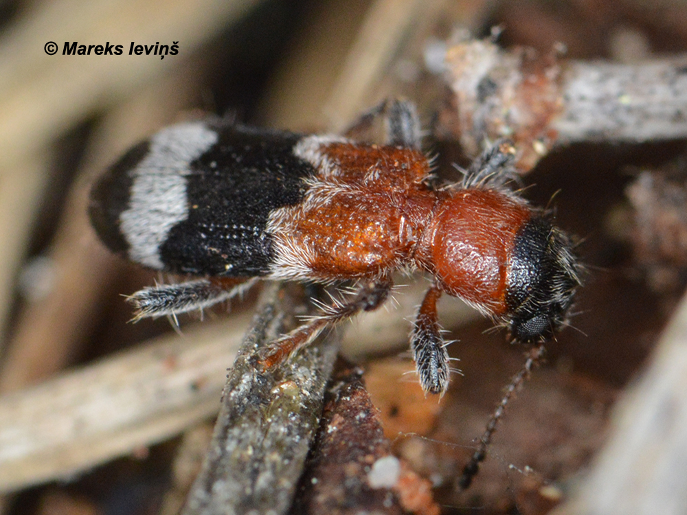 Thanasimus femoralis