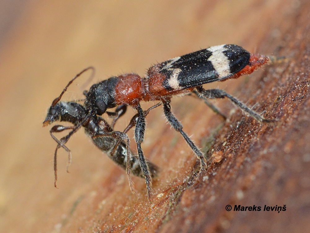 Thanasimus formicarius