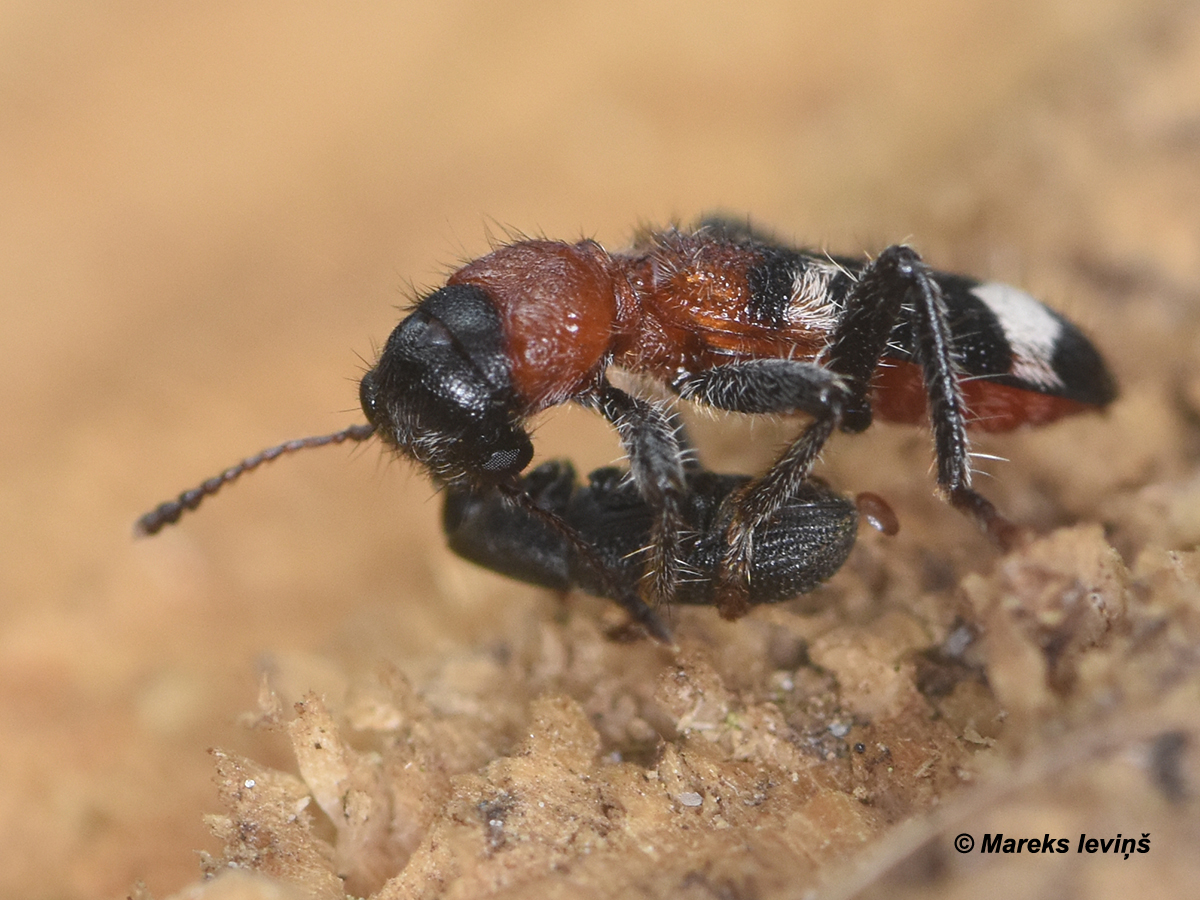 Thanasimus formicarius