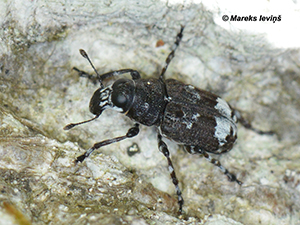 Tropideres albirostris