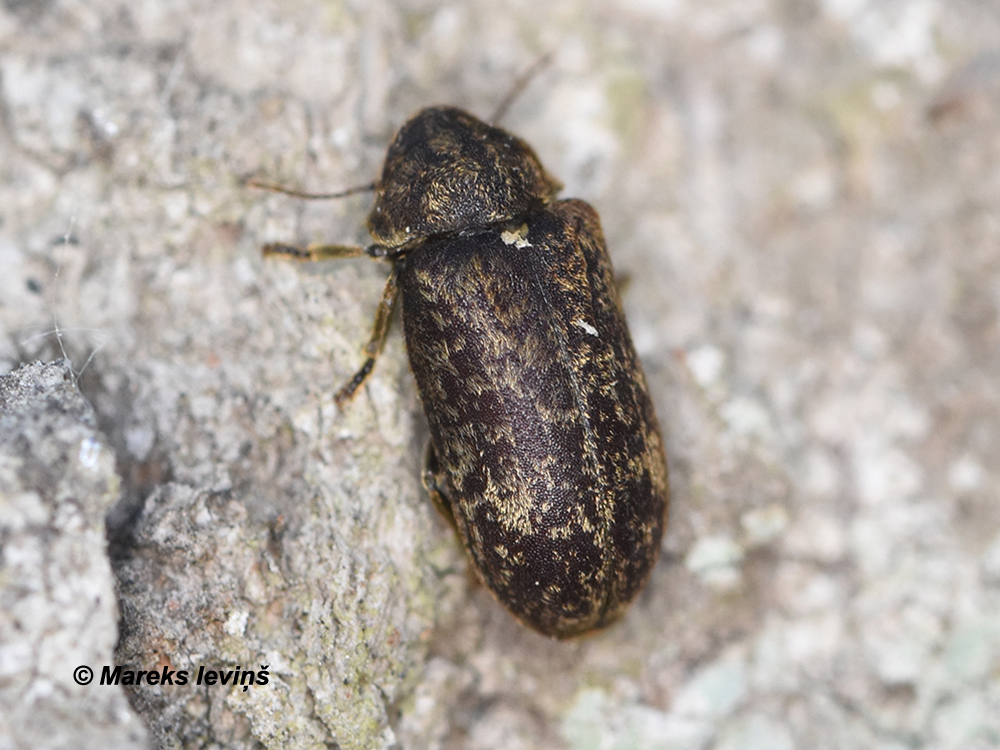 Xestobium rufovillosum