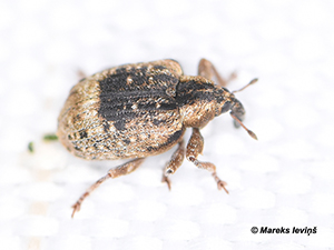 Stereonychus fraxini