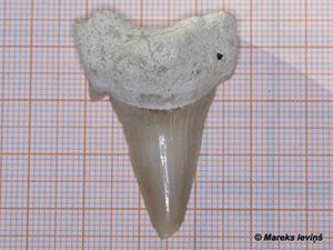 Carcharocles auriculatus