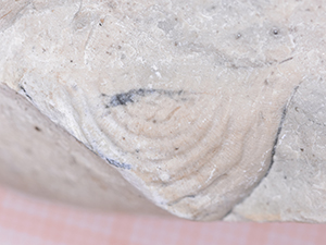 Brachiopoda