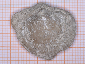 Brachiopoda