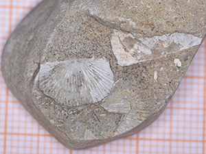 Brachiopoda