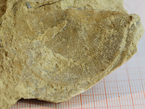 Brachiopoda