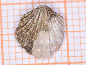 Brachiopoda